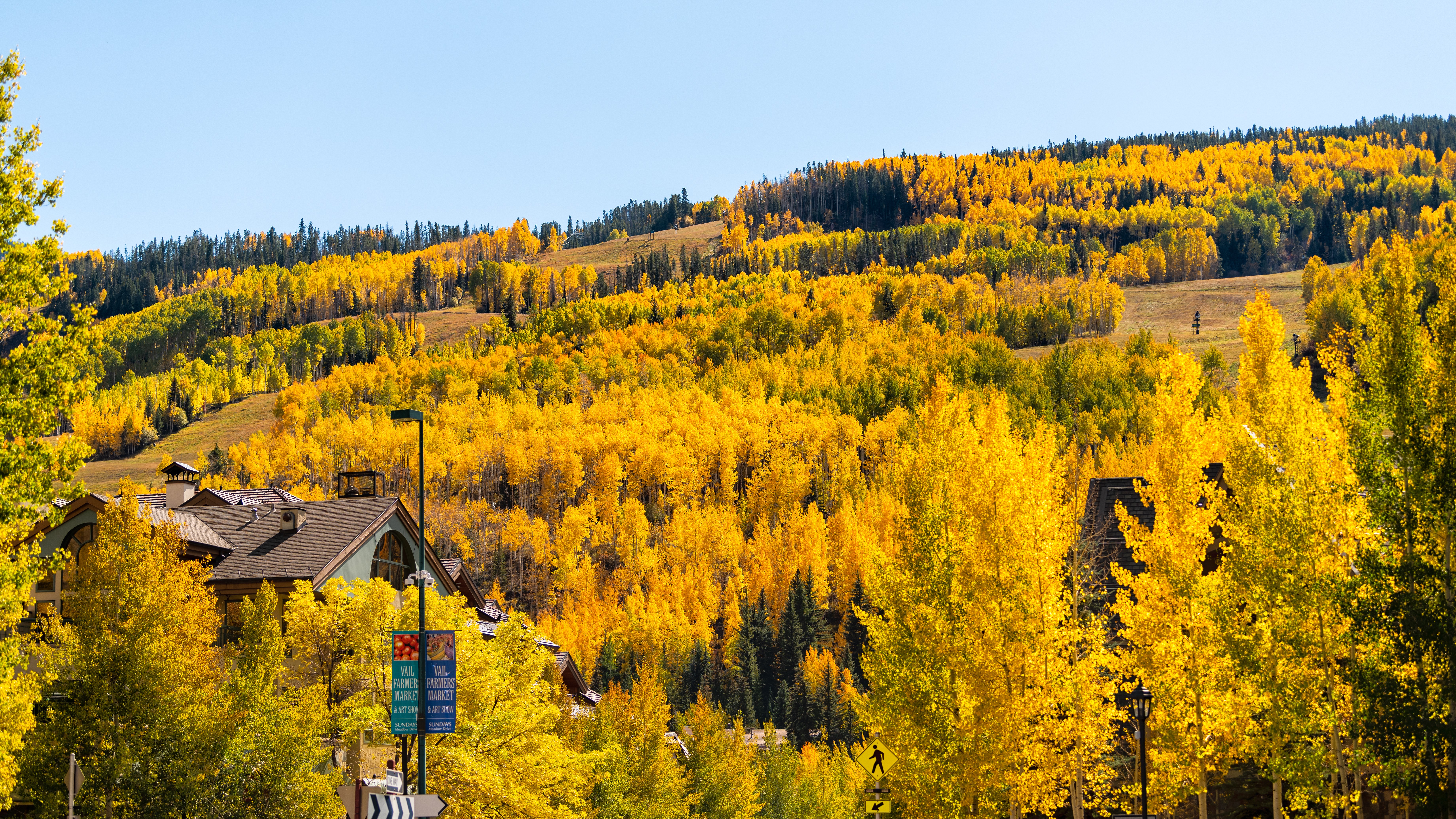 A grove of golden aspen trees surrounding a house.