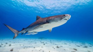 A shark photographer underwater in Our Planet II