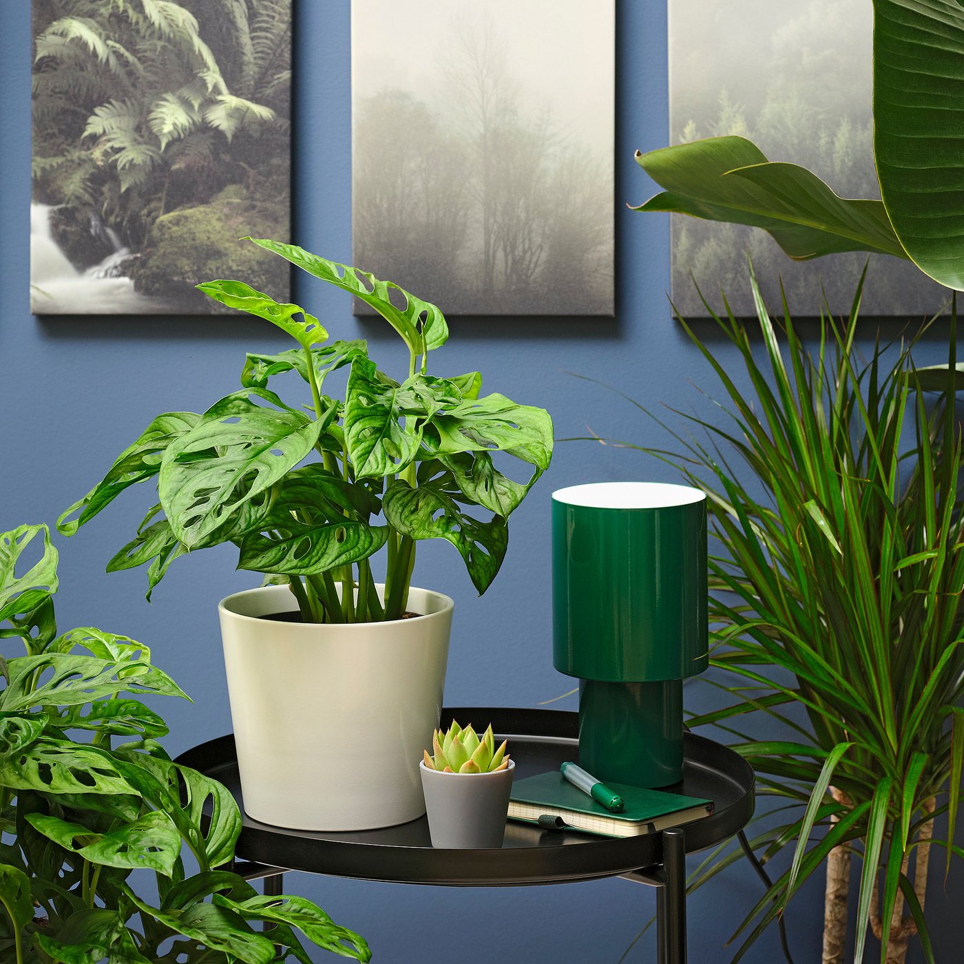 Monstera Adansonii Potted Plant - Adanson's Monstera 6 &amp;quot;