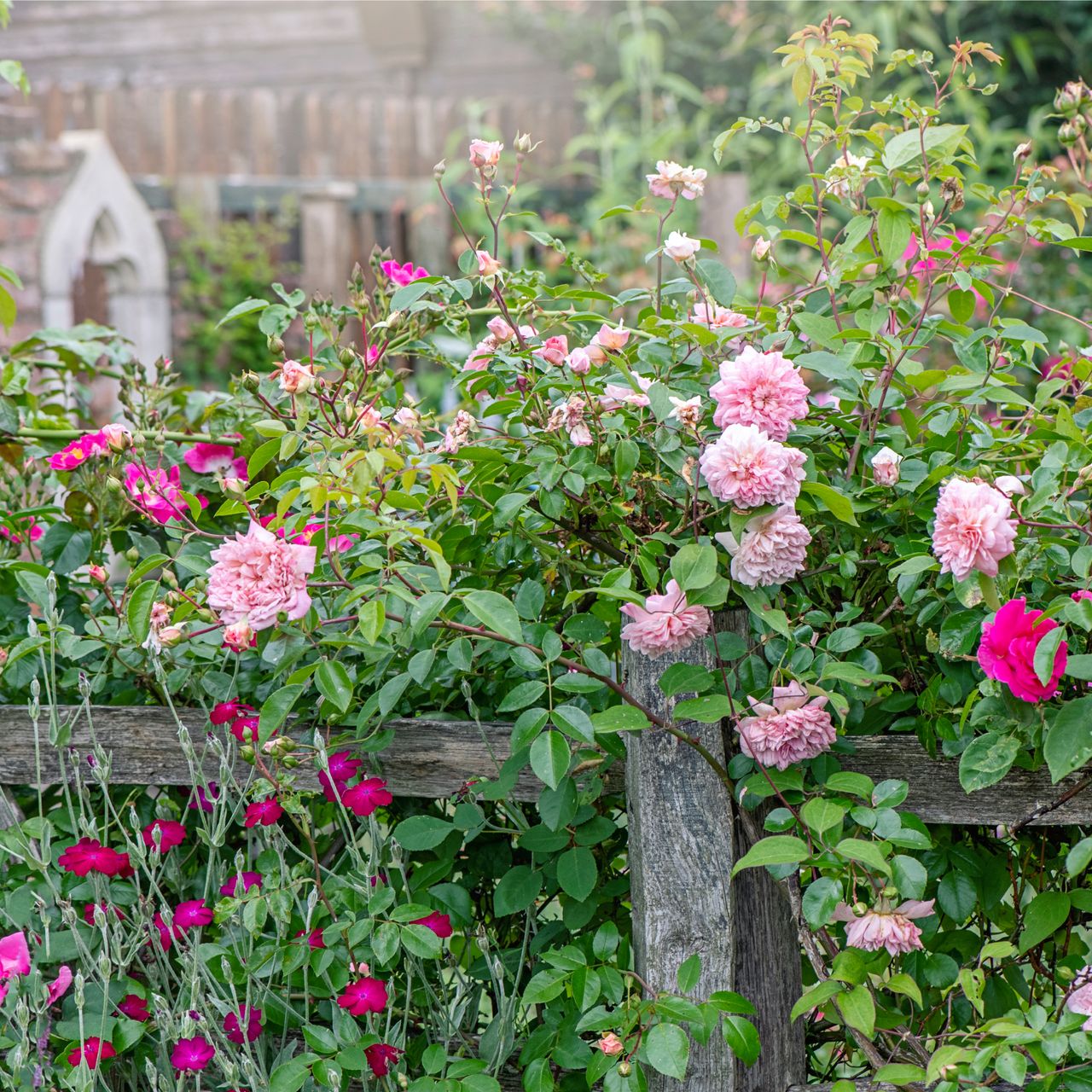 Roses and dianthus growing around fence