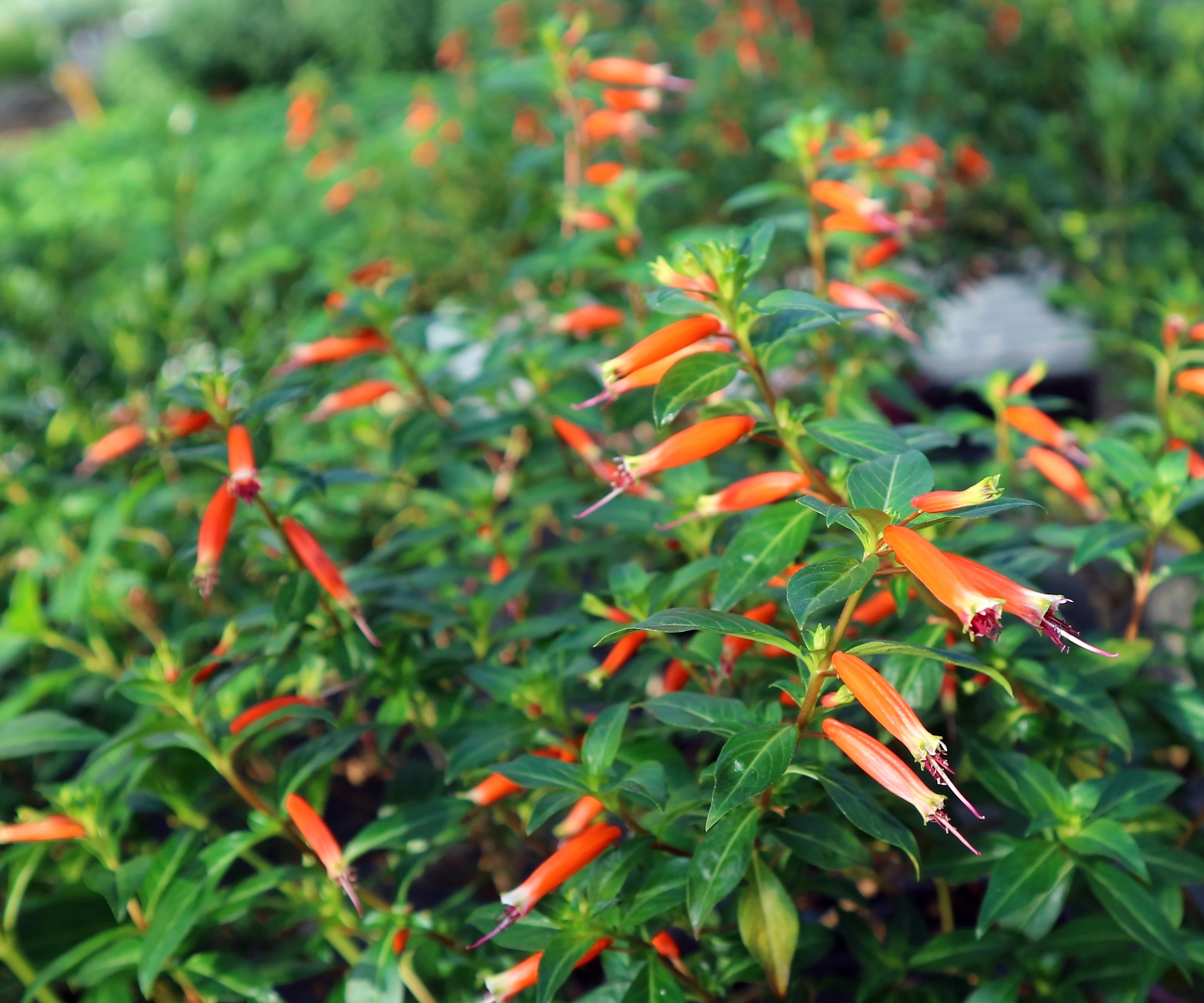 Red and orange flowers of the cigar plant