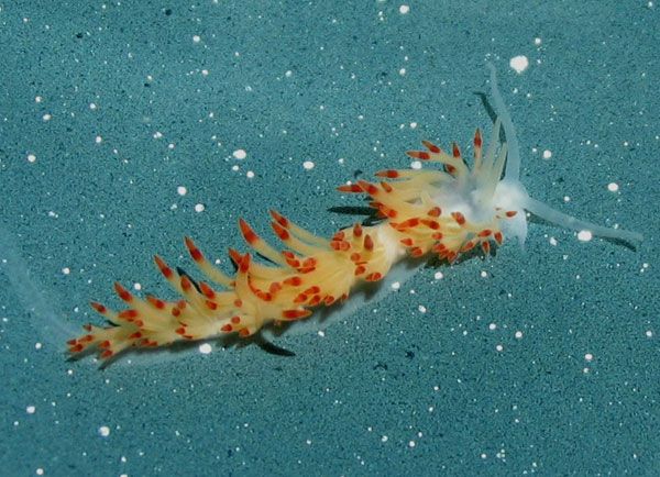 flabellina-goddardi-sea+slug-100923-02