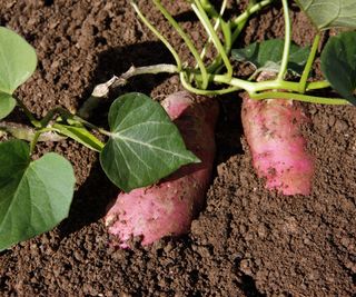 Sweet potatoes growing in the soil