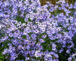 mass of Aster ‘Little Carlow’ purple flowers in bloom