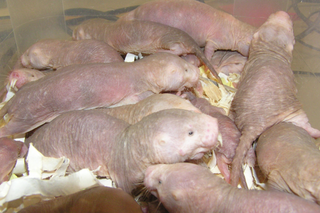 Naked mole-rats are highly social animals, sleeping together in large huddles.