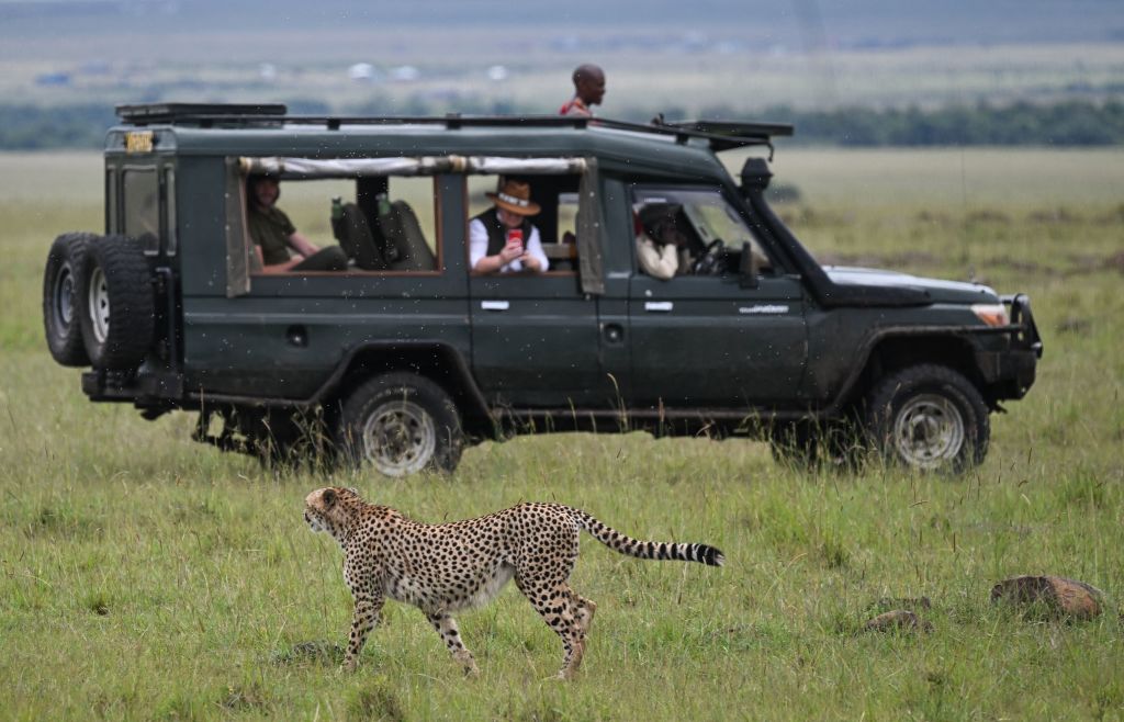 Tourists watch as a cheetah walks past in their safari vehicle during the rainy season in the Masai Mara National Reserve, Kenya on April 25, 2023.