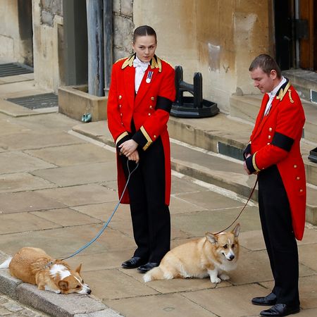 Queen Elizabeth's corgis held by palace staffers at her funeral