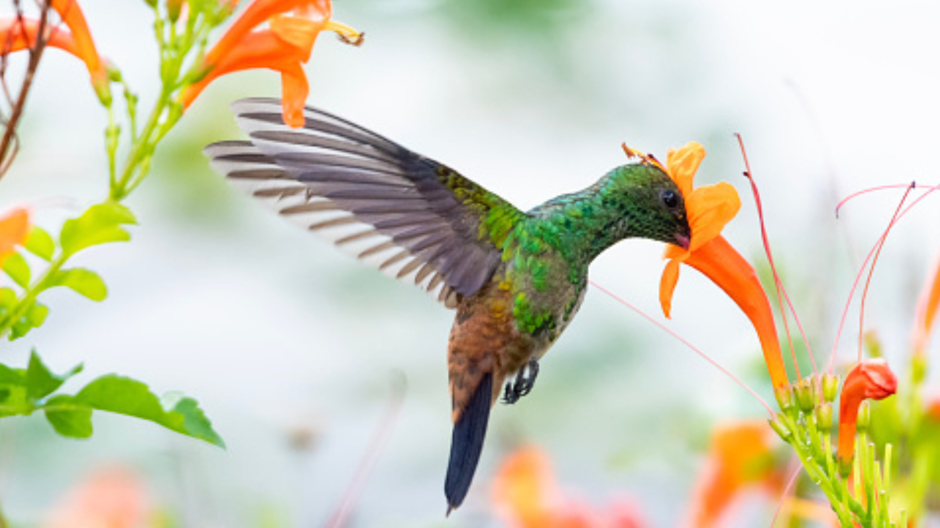 A Copper-rumped hummingbird feeding on flowers surrounded by orange Honeysuckle flowers. 