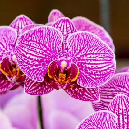 Close up of pink and white orchid flowers