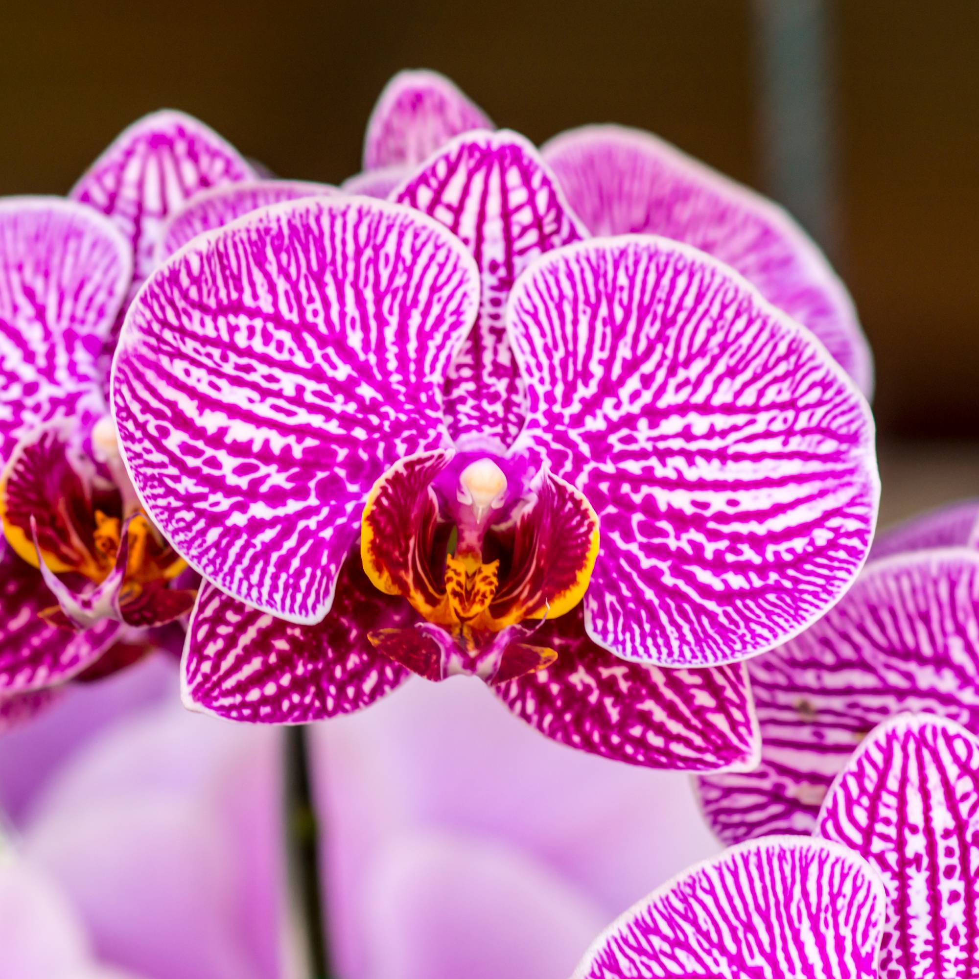 Close up of pink and white orchid flowers