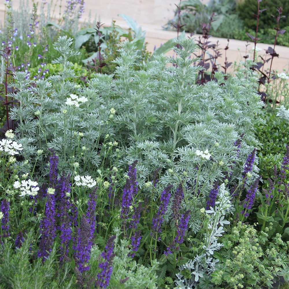 Artemisia 'powis Castle'