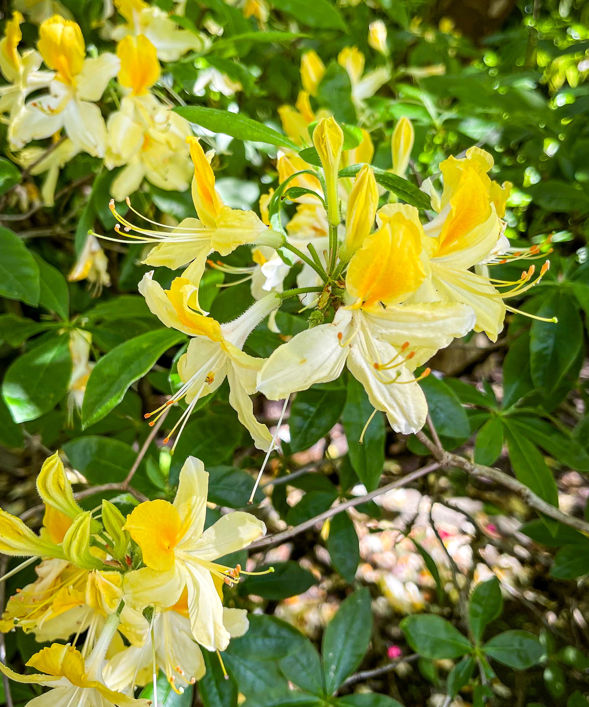 Yellow honeysuckle flowers in summer