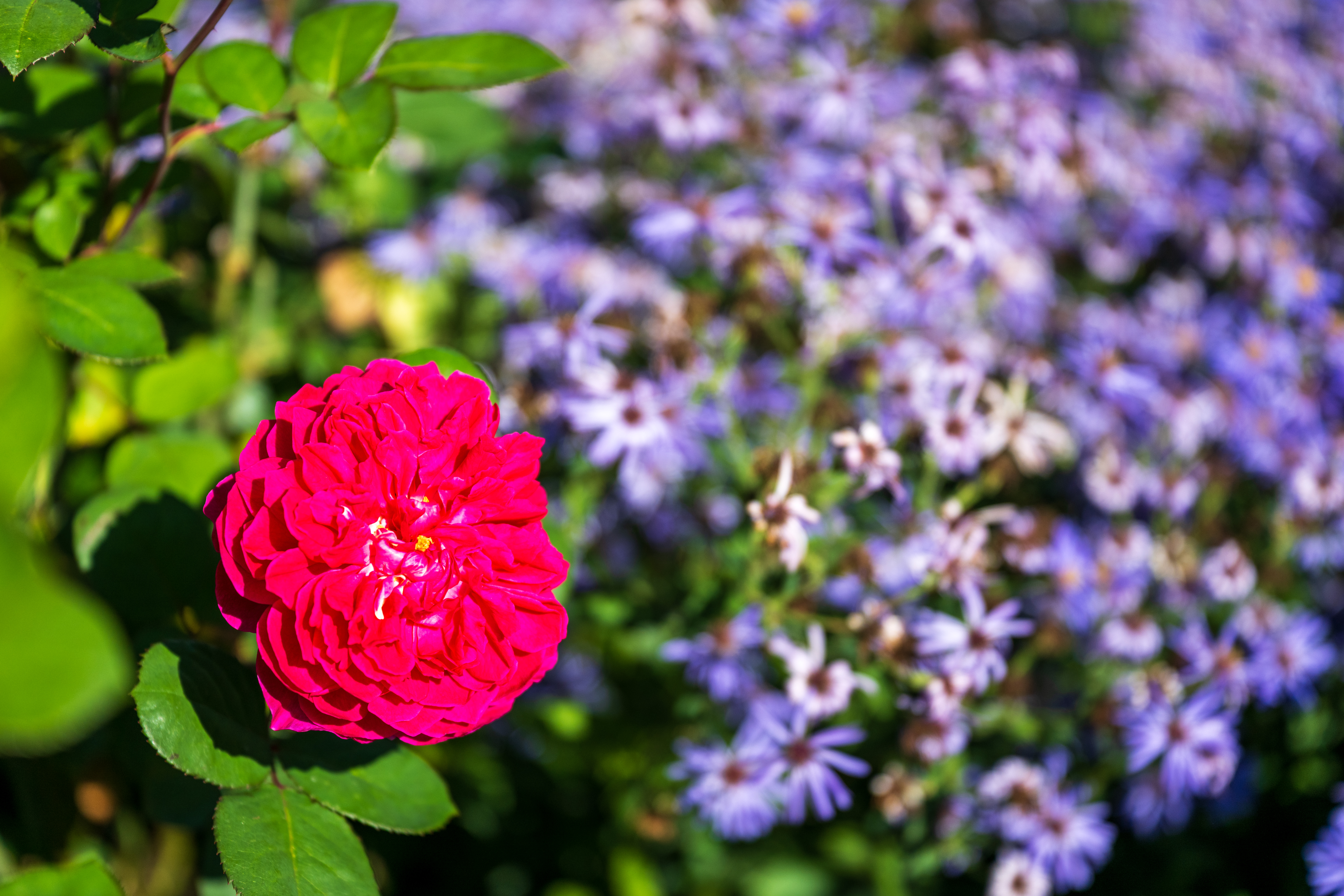 Nikon Z 24‑70mm f/2.8 S II example shot