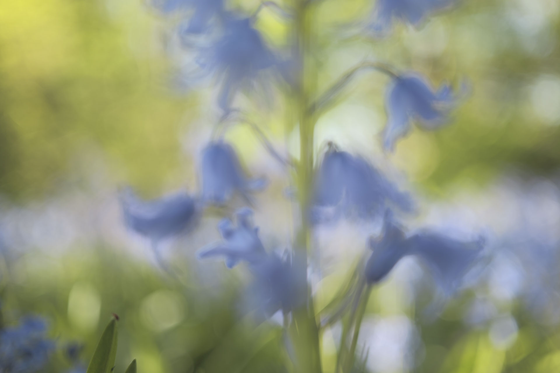 Abstract close up of bluebells in bright light with lush green surroundings