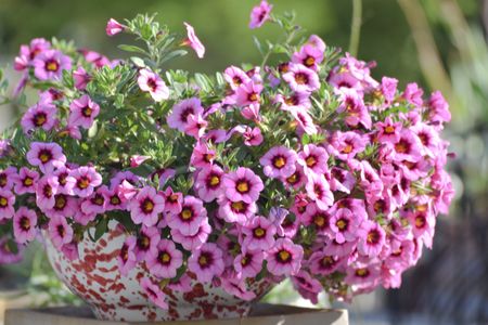 Blooming Pink Calibrachoa Flowers