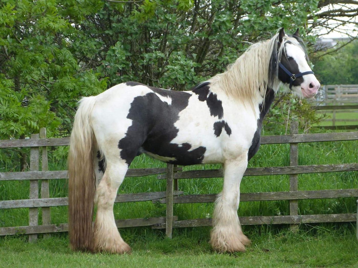 Rescue horse