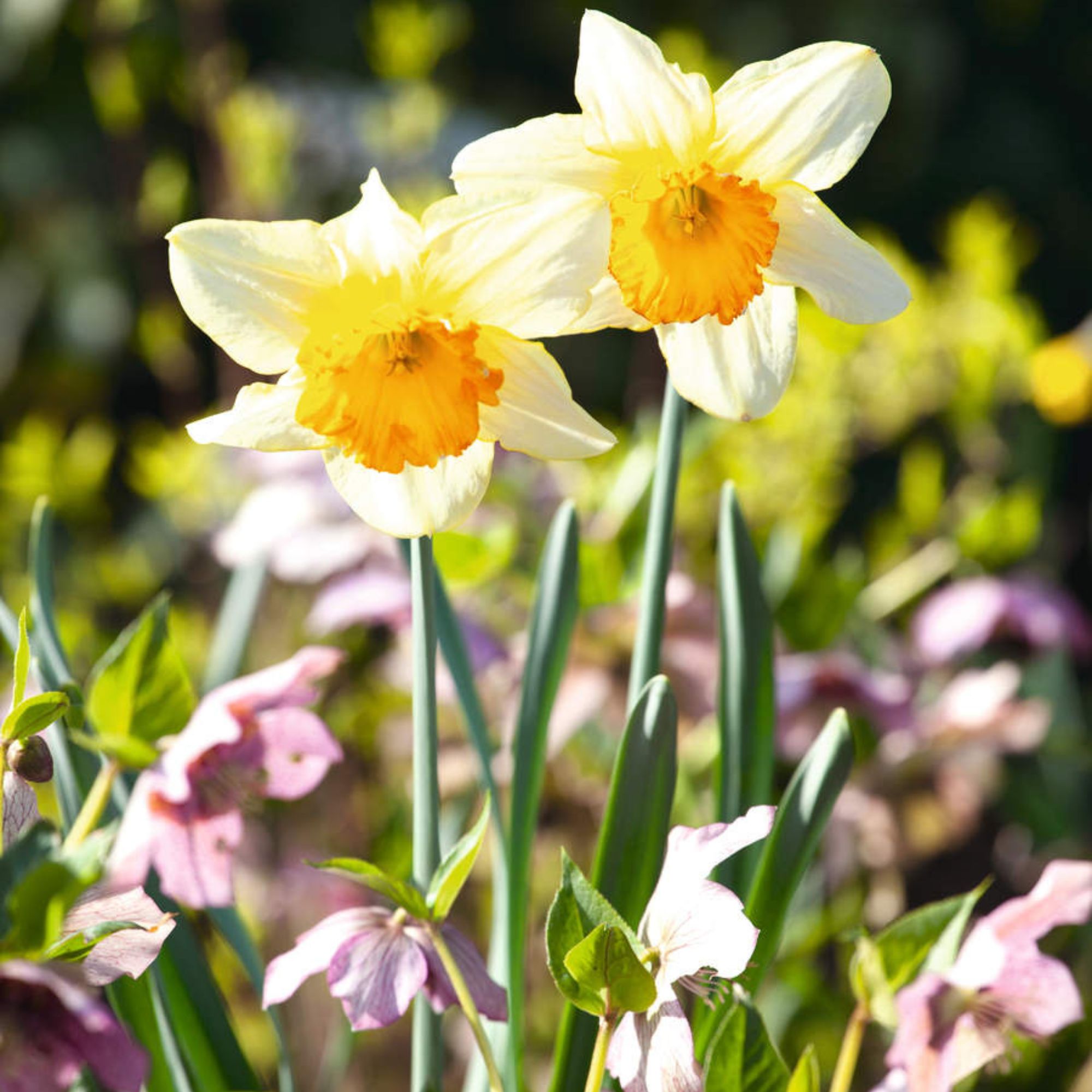 Pale daffodils and crocuses growing from bulbs in grass