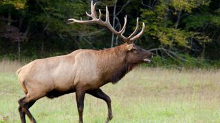 Bull elk in the rutting season sounding a bugle