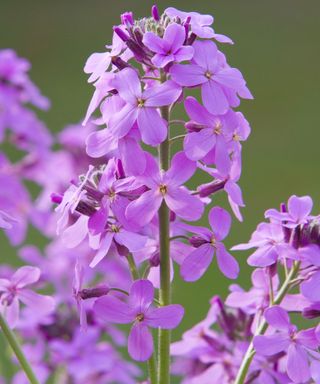 purple sweet rocket flower in bloom