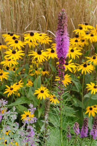 The dark pink plumes of Liatris spicata, yellow daisy-like blooms of rudbeckia and nepeta