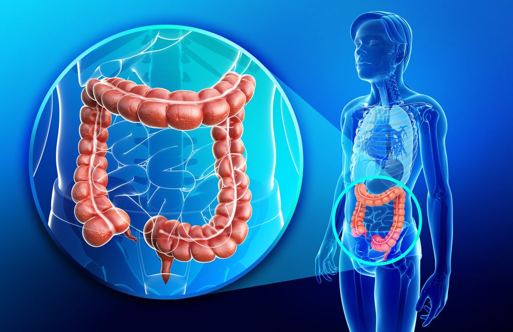 human large intestine function