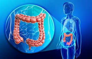 Large intestine, colon