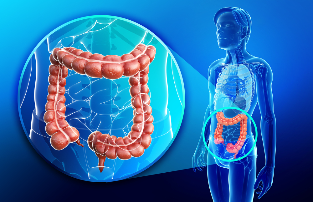 large intestine diagram