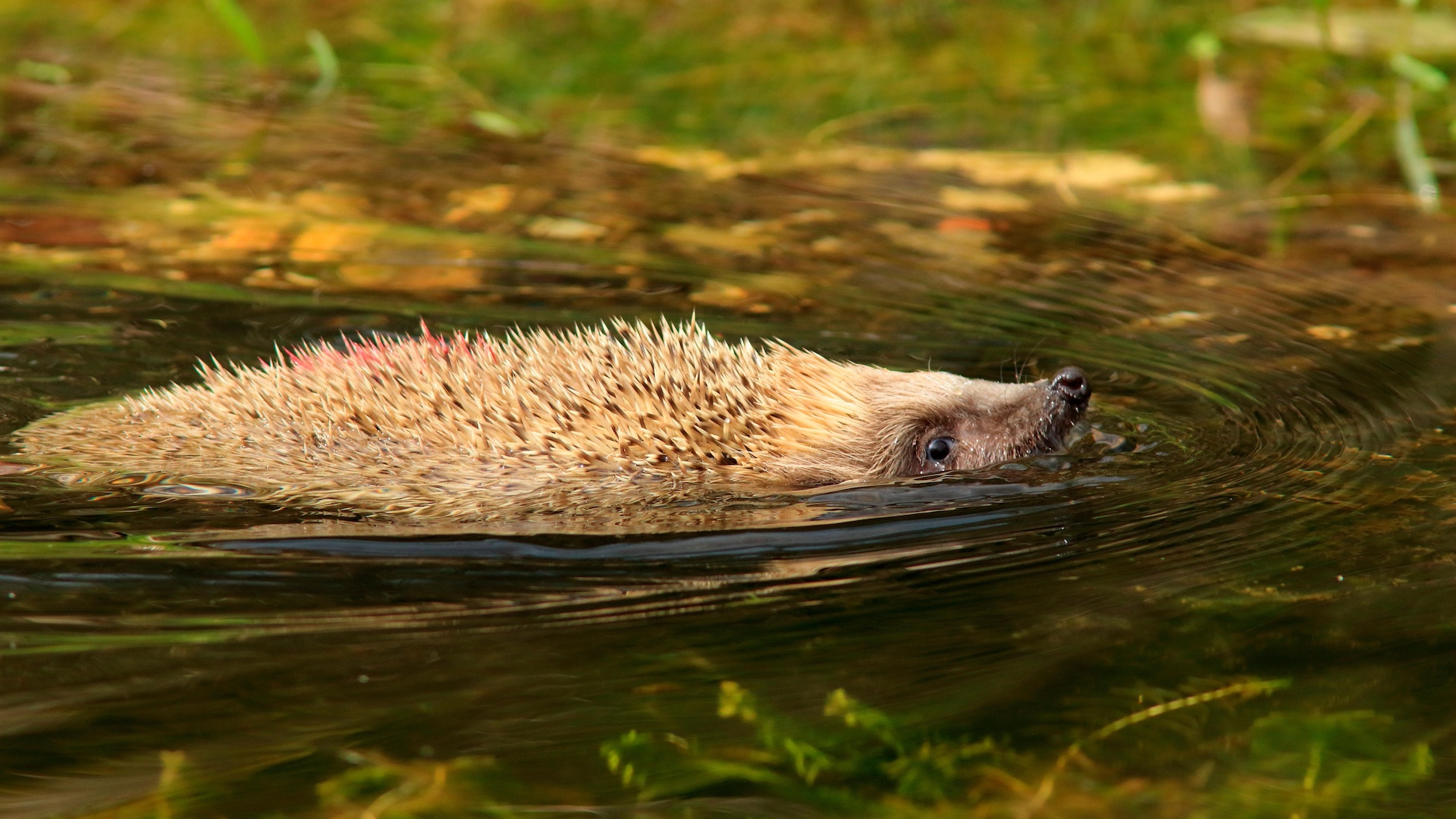 Hedgehog swimming in lake