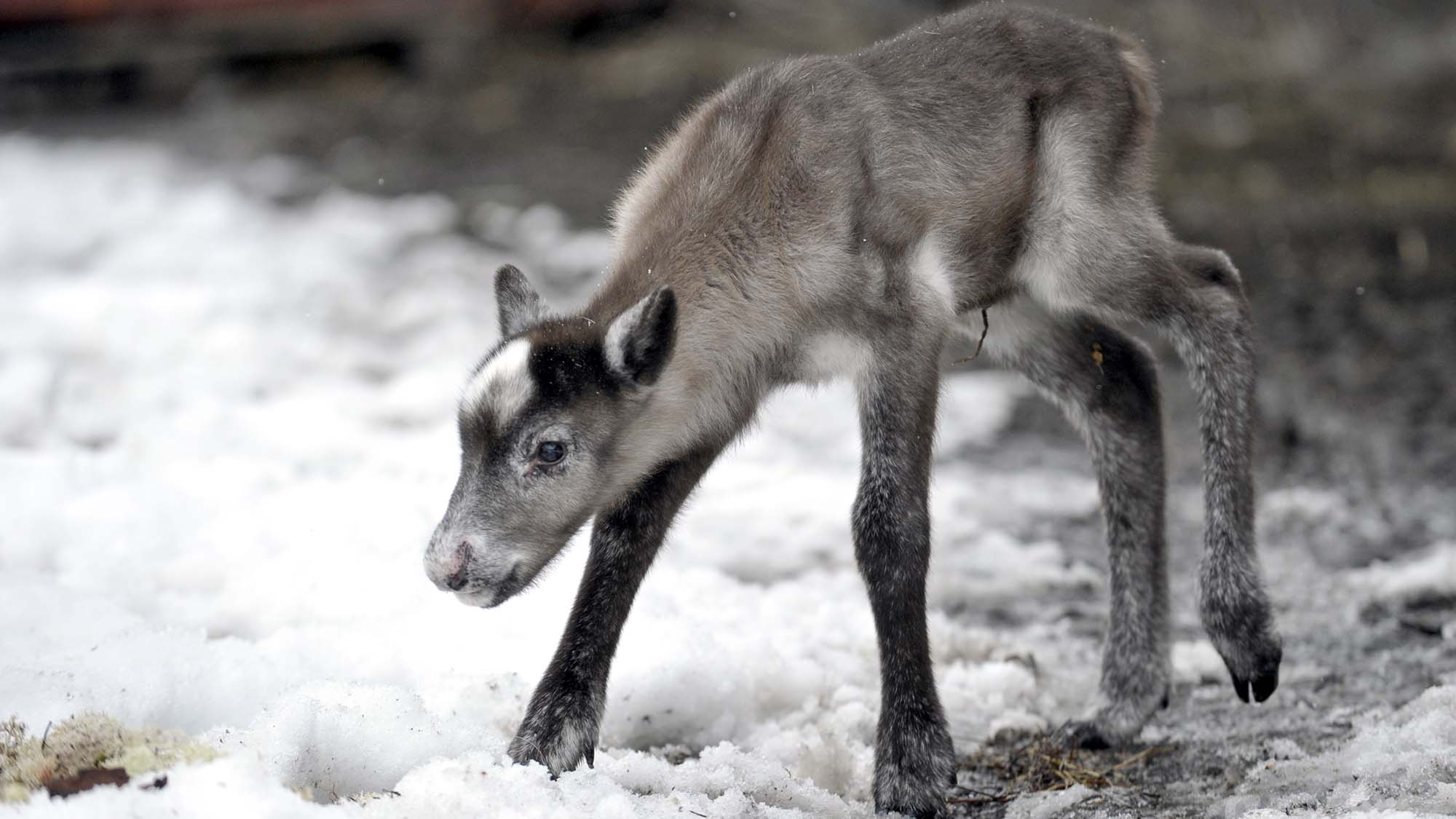 A newborn reindeer calf walking unsteadily in the snow.