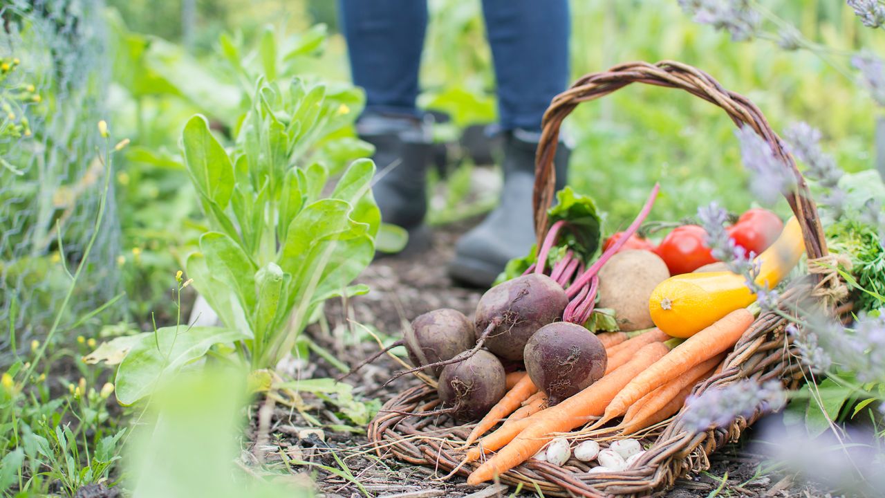 Fresh organic vegetables in trug basket on allotment