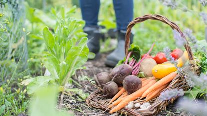 Fresh organic vegetables in trug basket on allotment