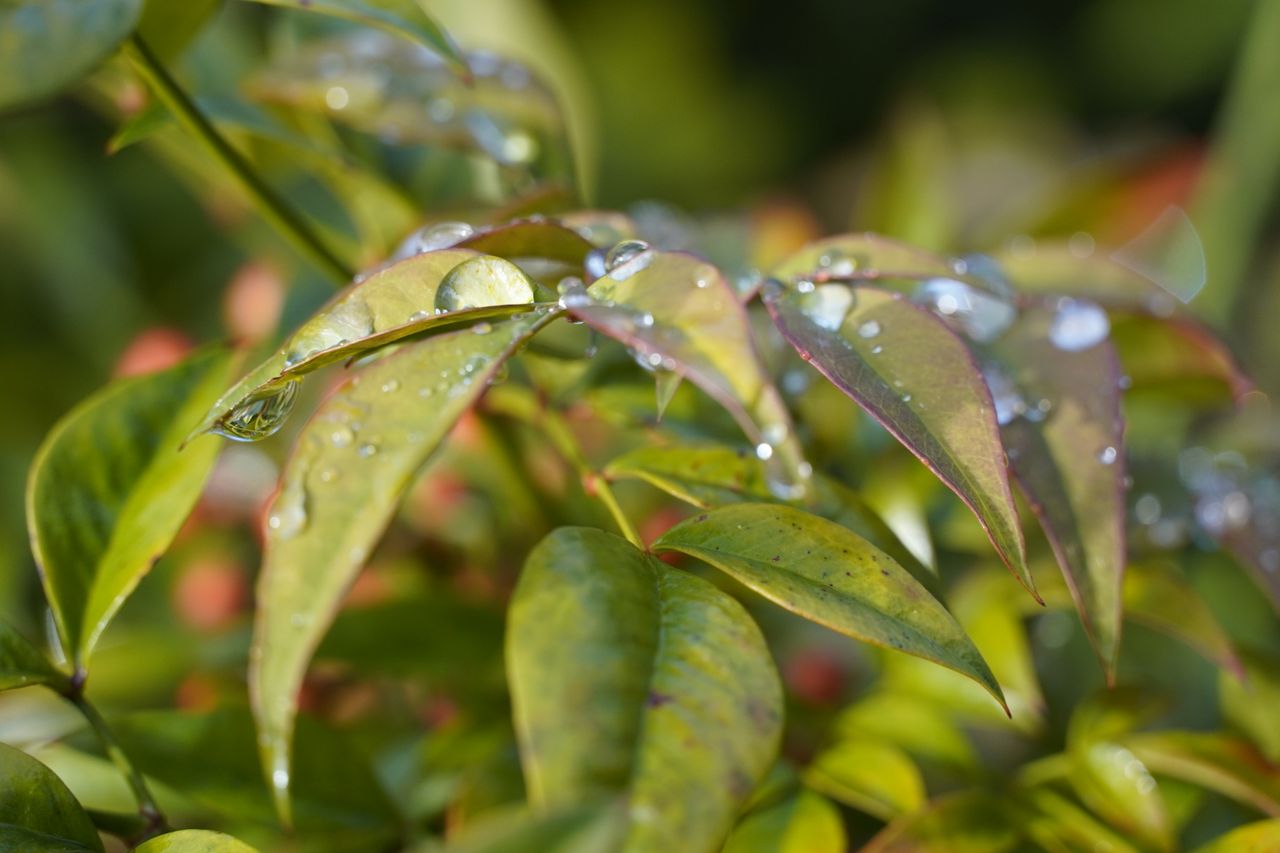 Sony A6600 review