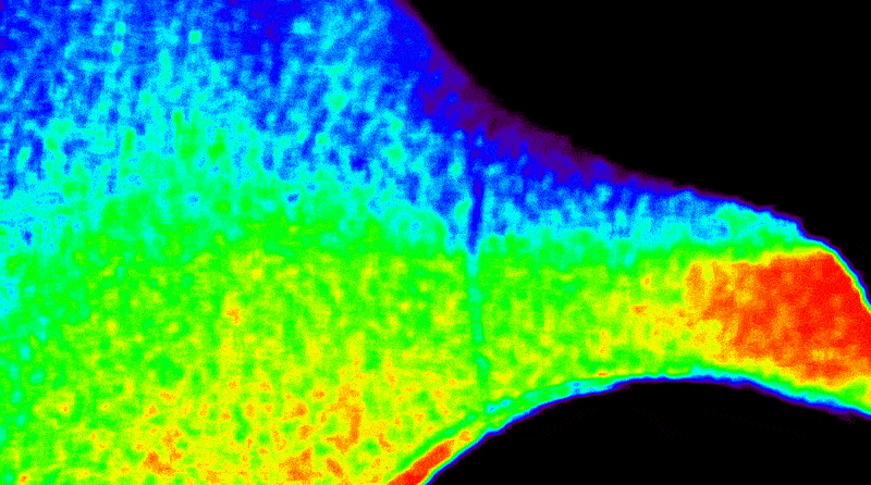 GIF showing temperature fluctuations in the corona using infrared