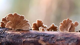 fungus growing on tree