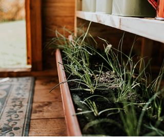 Green onions growing in pot