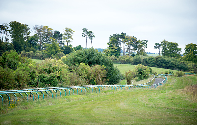 The racehorse gallops