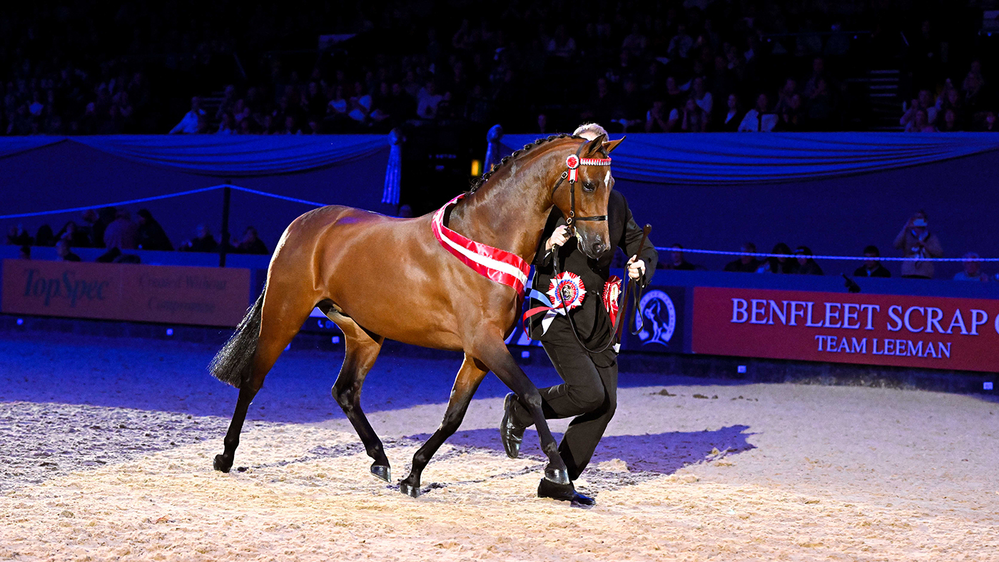 Kirkwood Tabitha Twitchit is led to the 2024 Price Family HOYS supreme in-hand championship