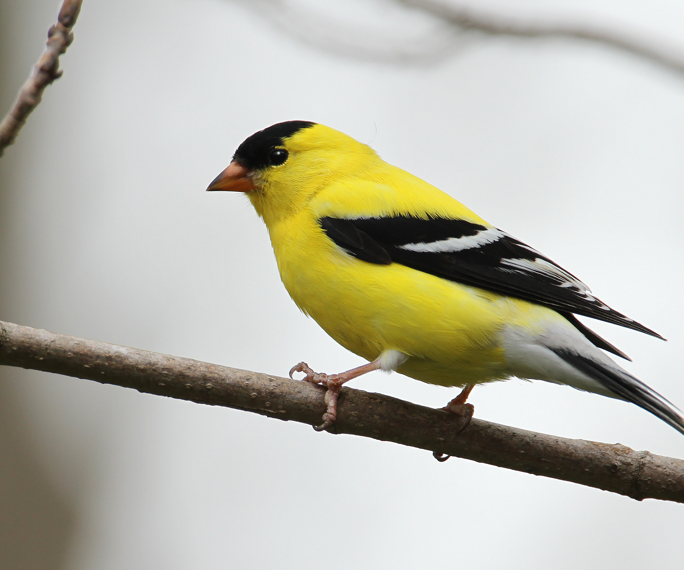 The state birds of the USA