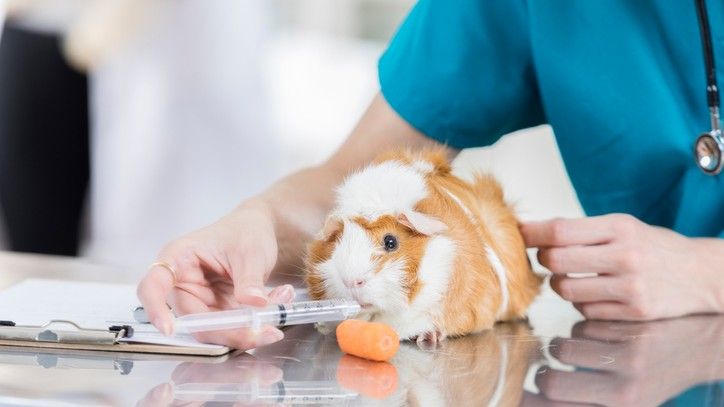 Visual Reference: What To Do When Your Guinea Pig Is Sick Five