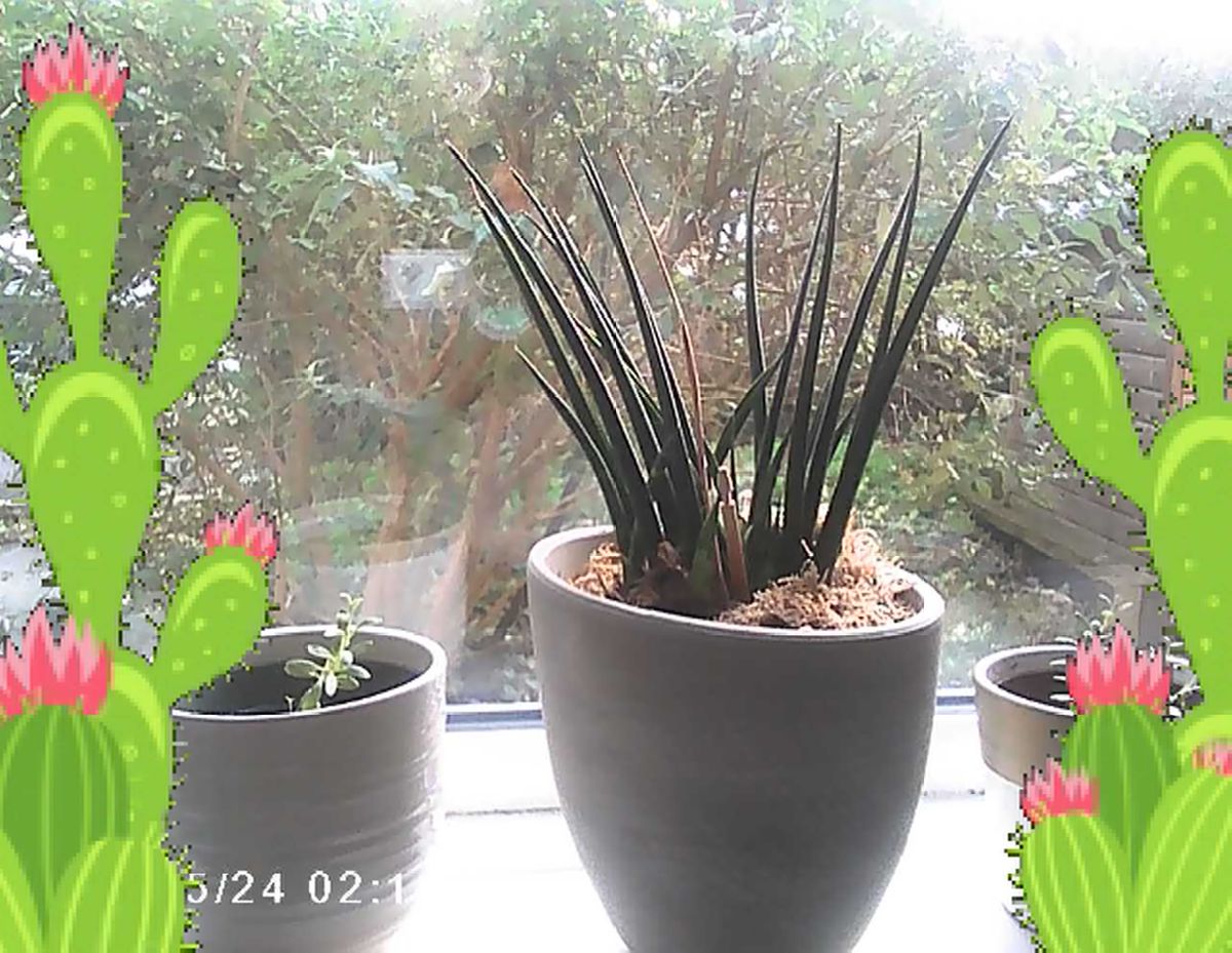 Sample images from the Photo Creator Projector Camera