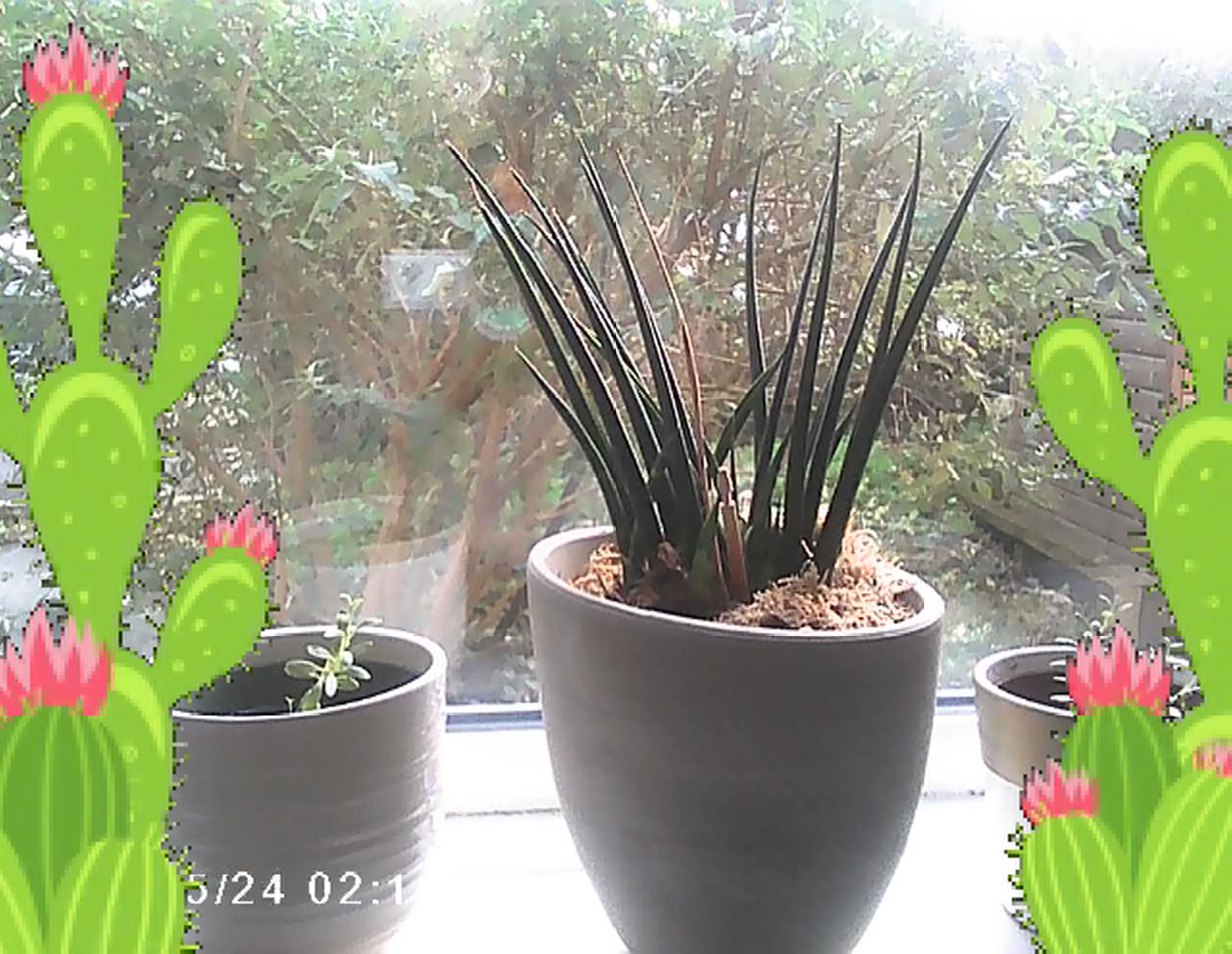 Sample images from the Photo Creator Projector Camera