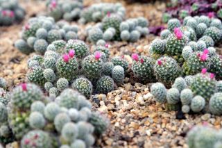 cactus growing in gravel with pink flowers