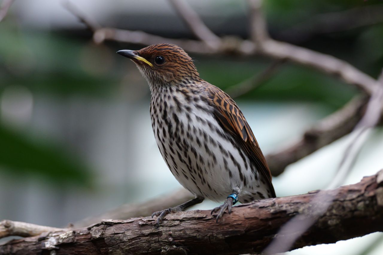 A small brown bird perched on a tree branch