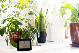 houseplants with thermometer