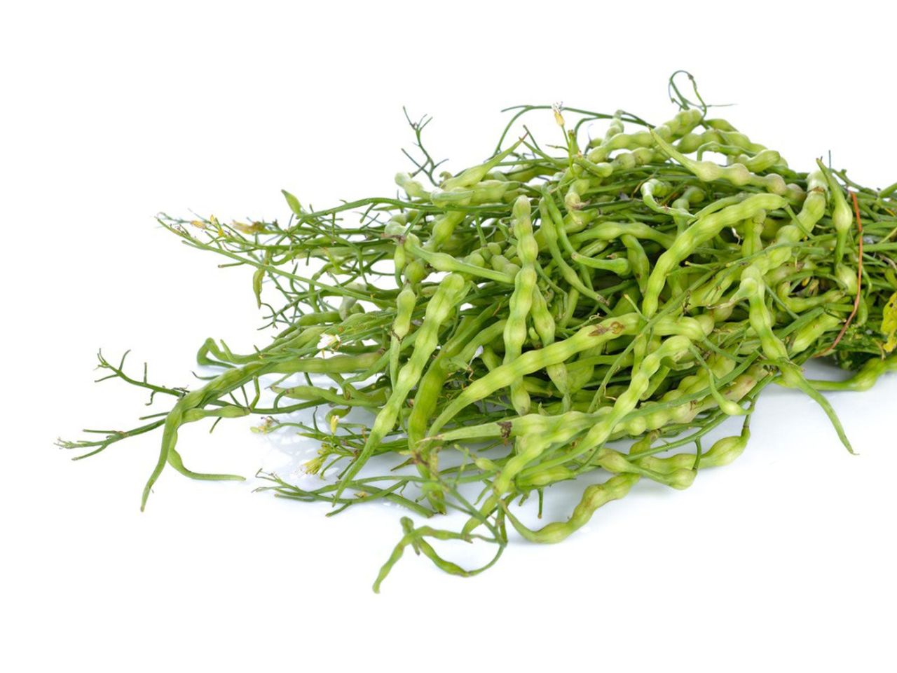 Bundle Of Radish Seed Pods