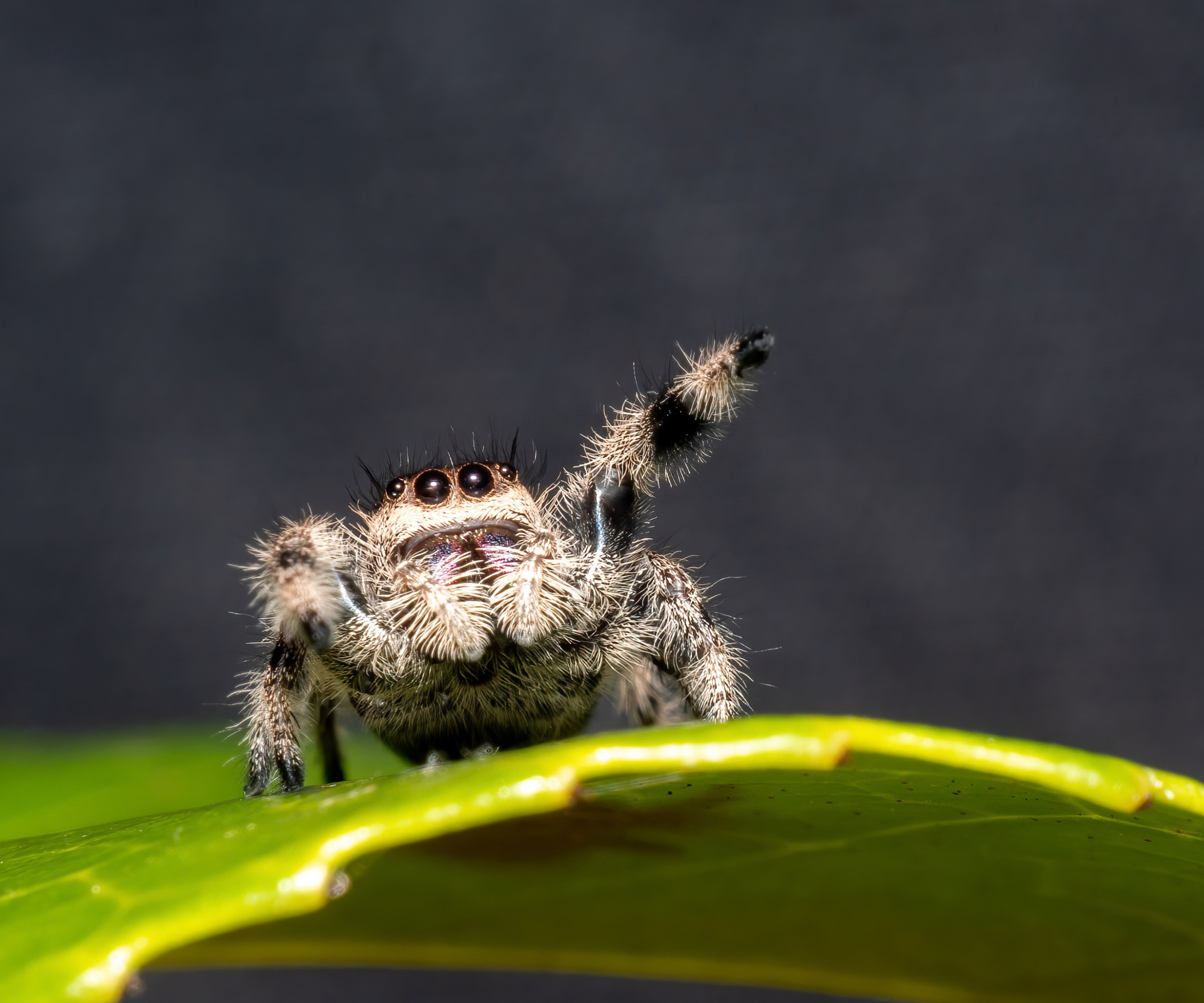 Birth month spiders