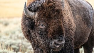Bison at Yellowstone National Park, USA