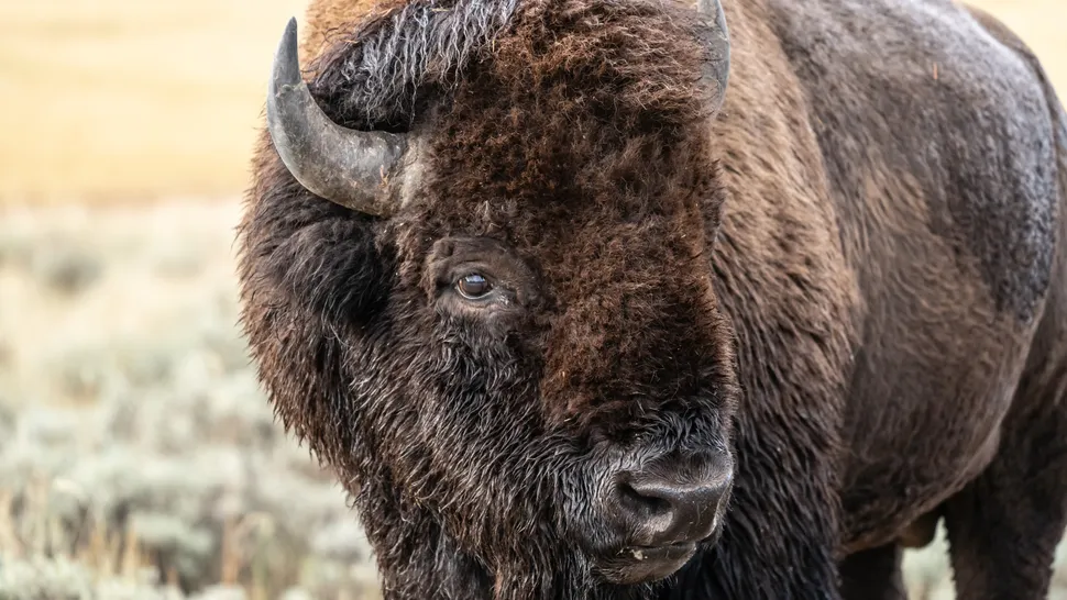 Shirtless Yellowstone tourist gives a perfect demonstration of how NOT to photograph bison