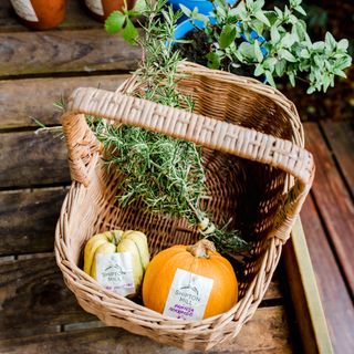 A basket with pumpkins and potted herbs