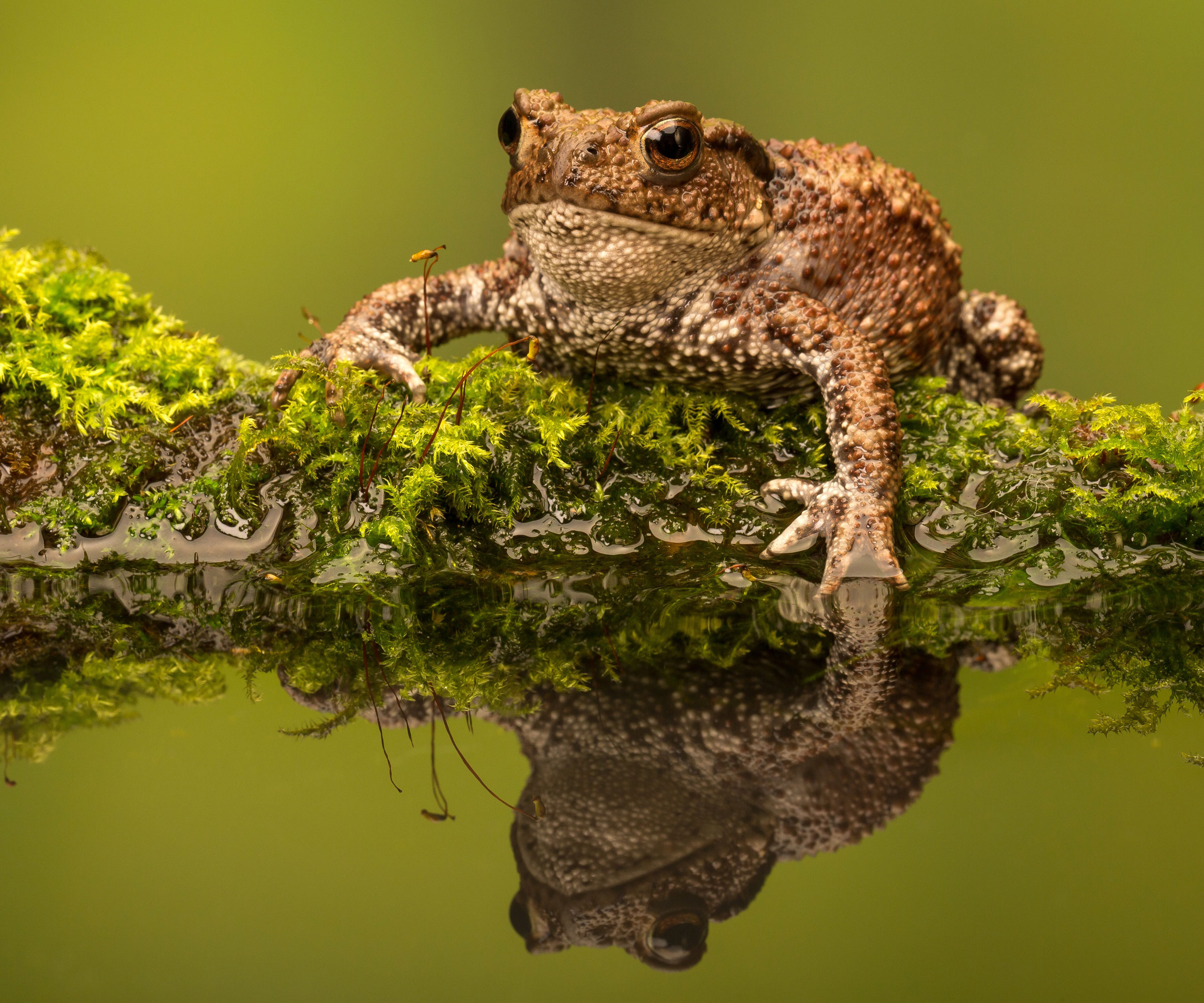 toad sitting on moss near edge of water
